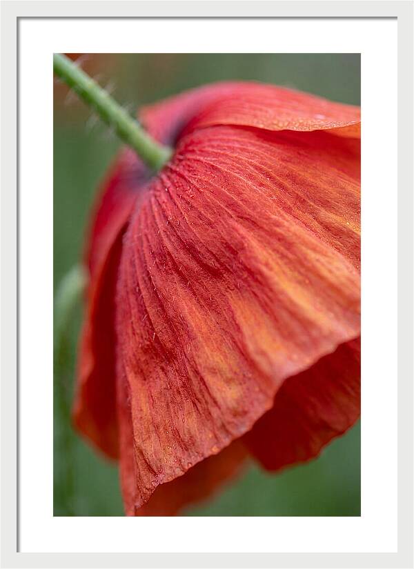 Vibrant Poppies Dancing In The Breeze