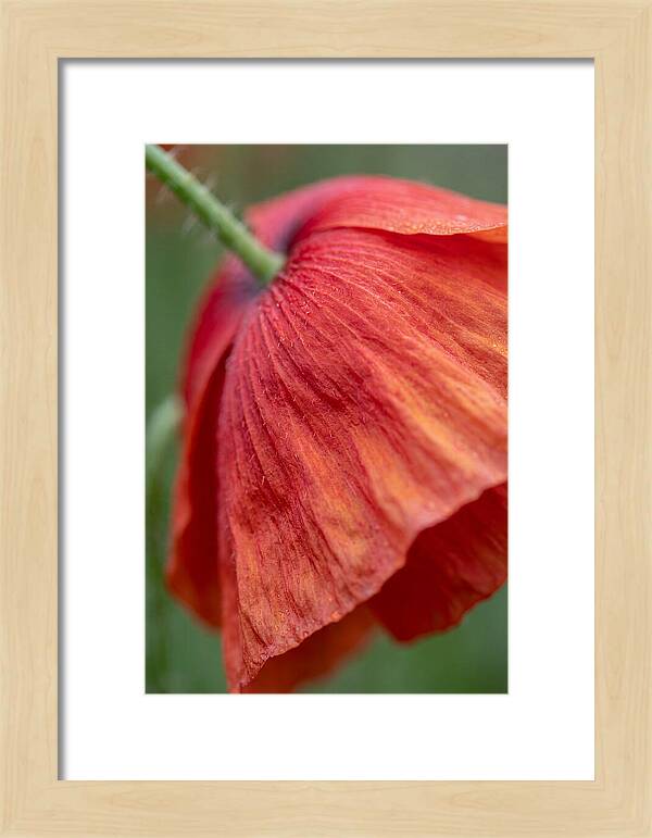 Vibrant Poppies Dancing In The Breeze