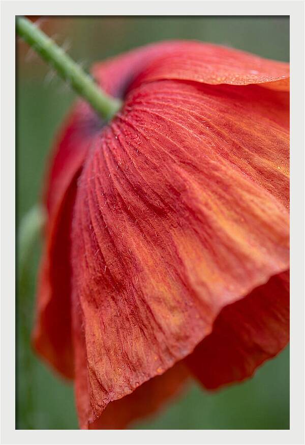 Vibrant Poppies Dancing In The Breeze