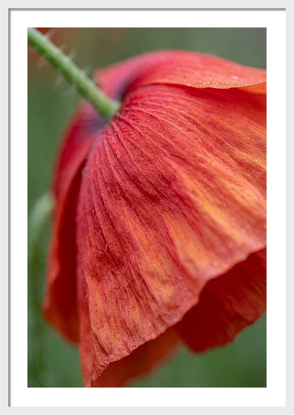 Vibrant Poppies Dancing In The Breeze