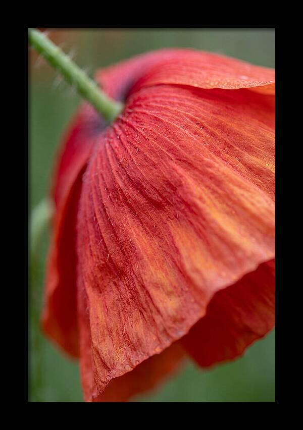 Vibrant Poppies Dancing In The Breeze