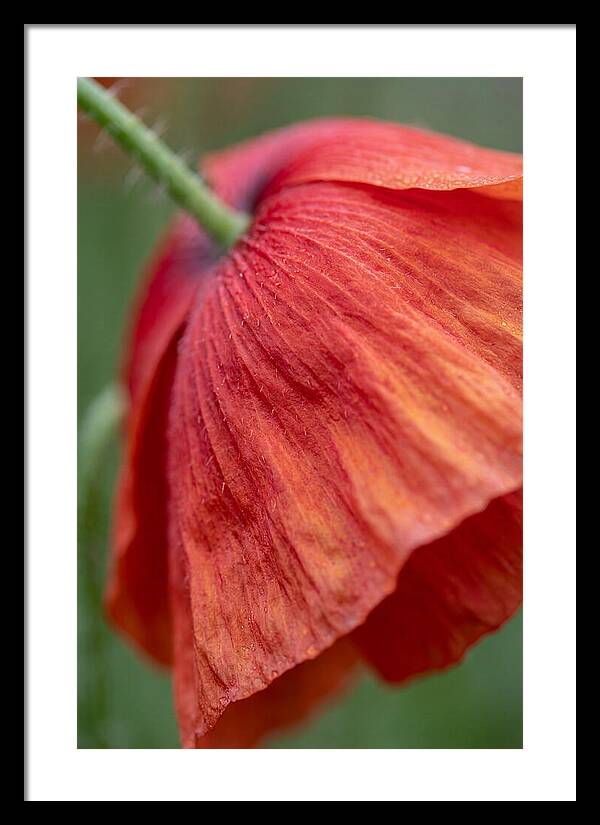 Vibrant Poppies Dancing In The Breeze