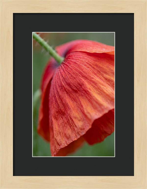 Vibrant Poppies Dancing In The Breeze