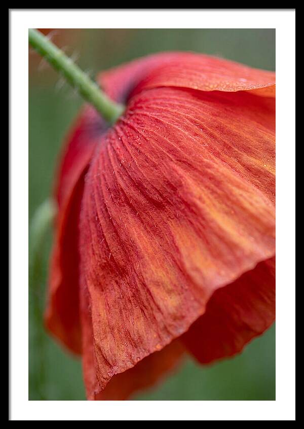 Vibrant Poppies Dancing In The Breeze