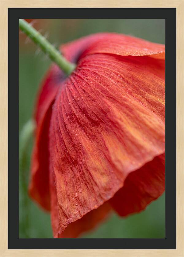 Vibrant Poppies Dancing In The Breeze