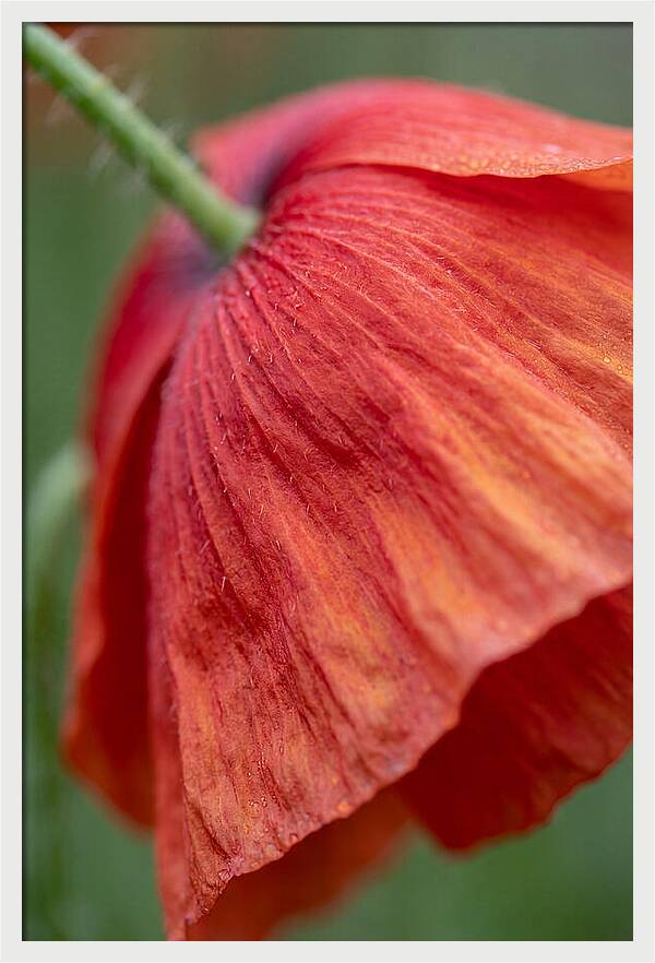Vibrant Poppies Dancing In The Breeze