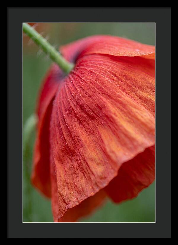 Vibrant Poppies Dancing In The Breeze