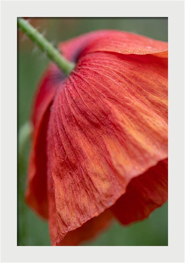Vibrant Poppies Dancing In The Breeze