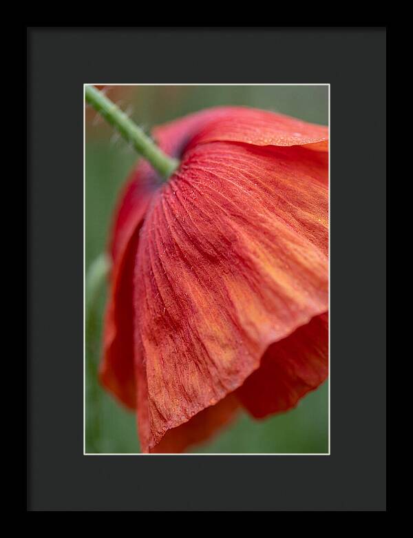 Vibrant Poppies Dancing In The Breeze