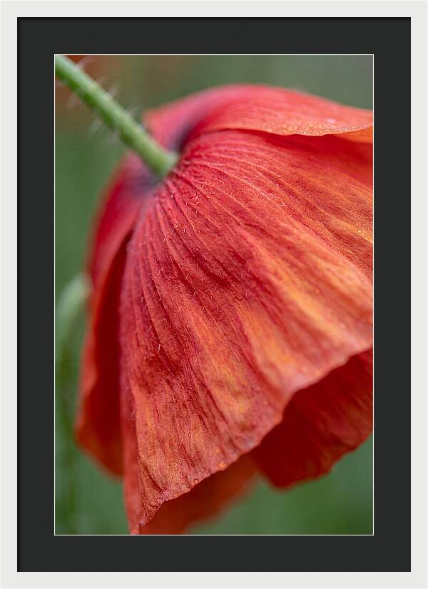 Vibrant Poppies Dancing In The Breeze