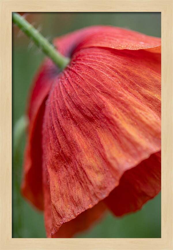 Vibrant Poppies Dancing In The Breeze