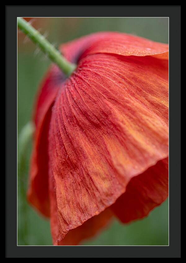Vibrant Poppies Dancing In The Breeze