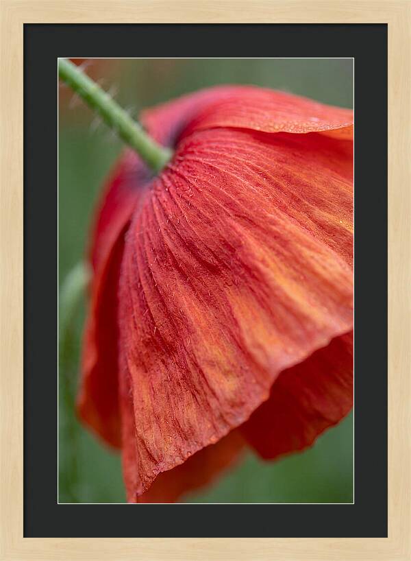 Vibrant Poppies Dancing In The Breeze