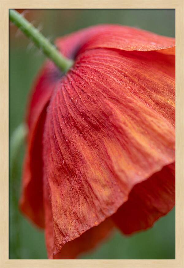 Vibrant Poppies Dancing In The Breeze