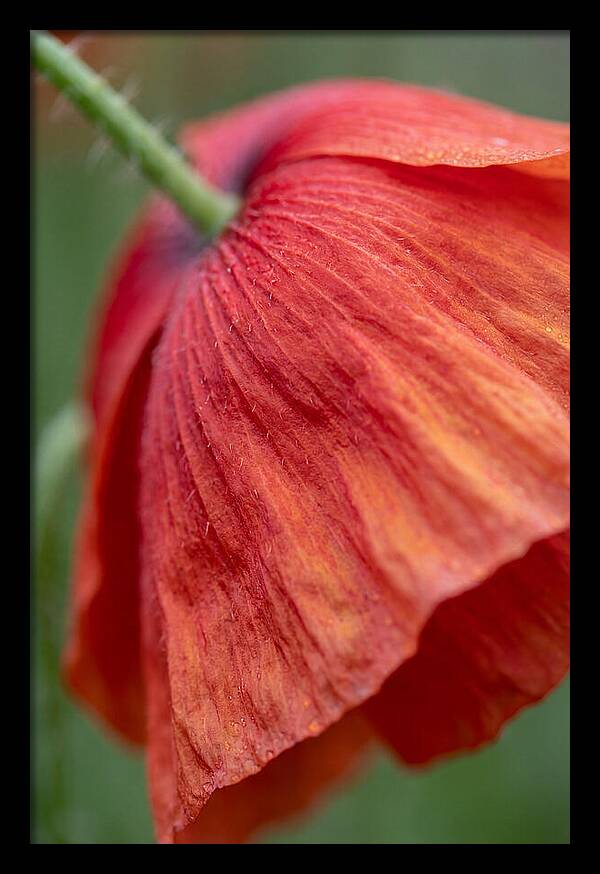 Vibrant Poppies Dancing In The Breeze