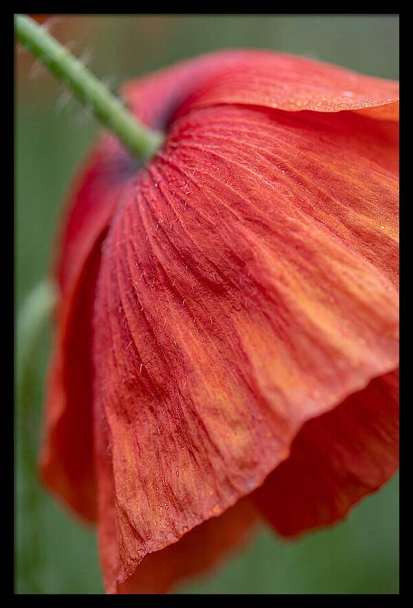 Vibrant Poppies Dancing In The Breeze