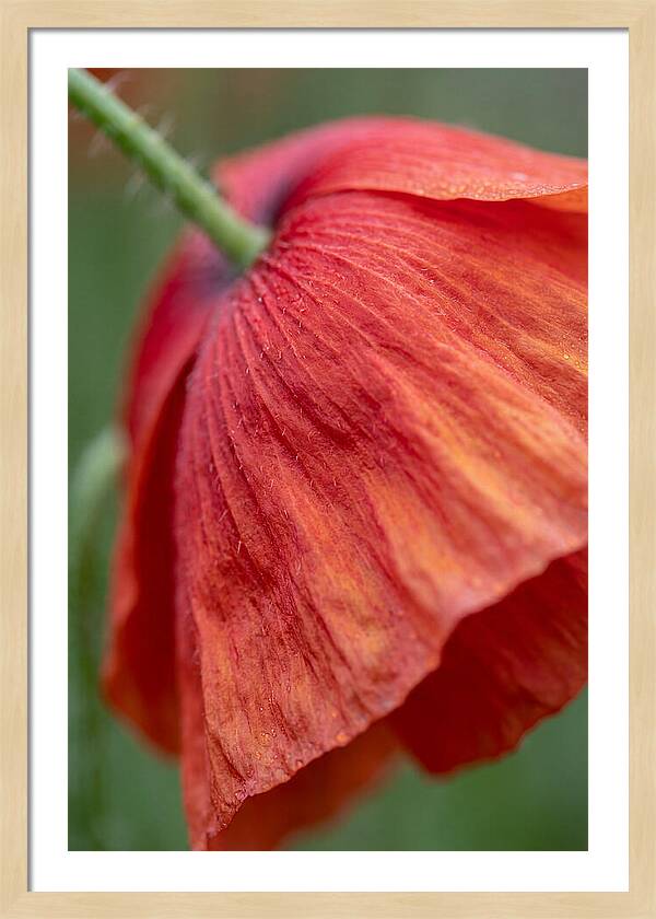 Vibrant Poppies Dancing In The Breeze