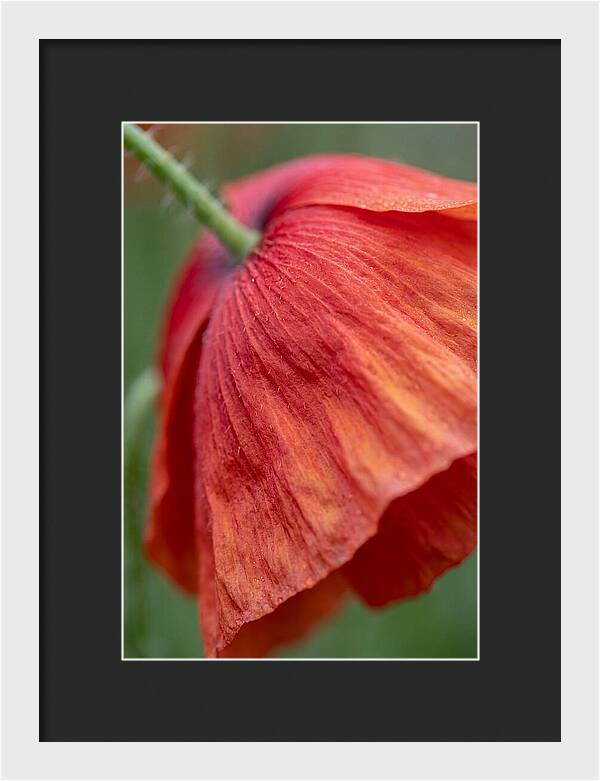 Vibrant Poppies Dancing In The Breeze