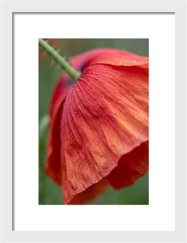 Vibrant Poppies Dancing In The Breeze