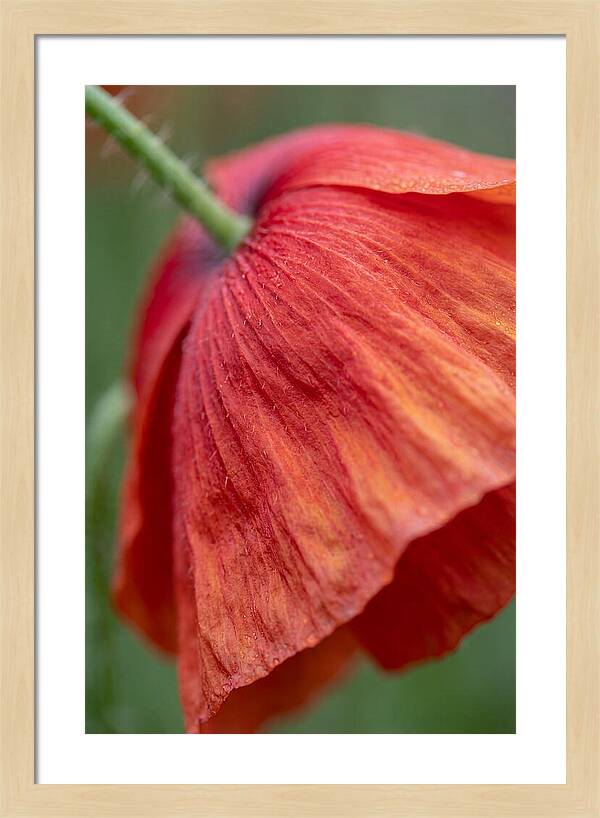Vibrant Poppies Dancing In The Breeze