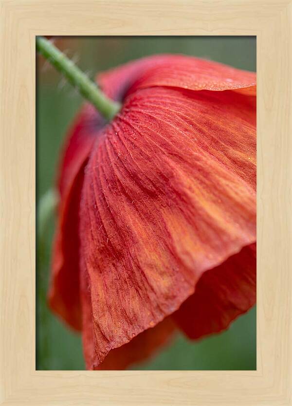 Vibrant Poppies Dancing In The Breeze