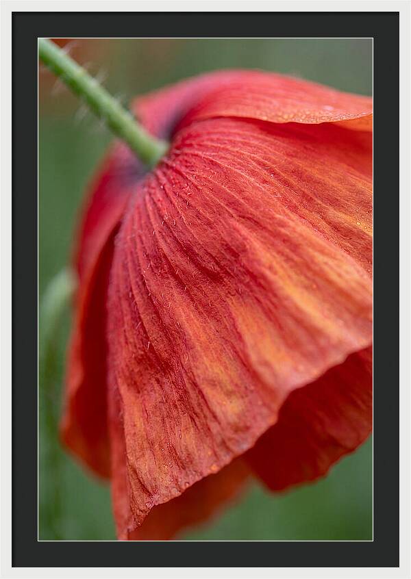 Vibrant Poppies Dancing In The Breeze