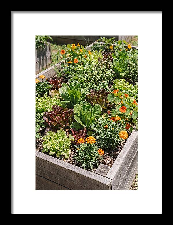 Vibrant Raised Bed Garden