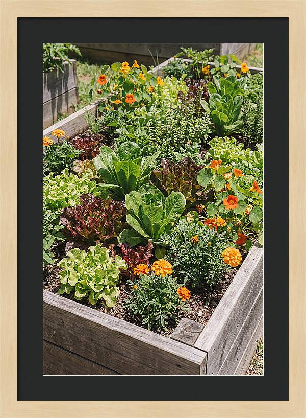 Vibrant Raised Bed Garden
