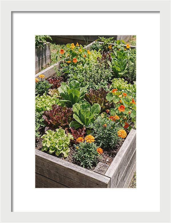 Vibrant Raised Bed Garden