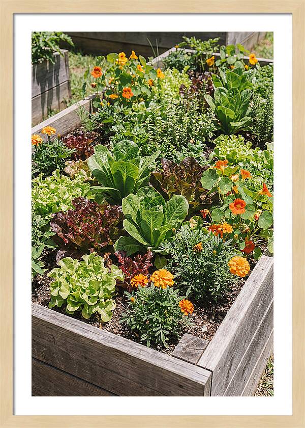 Vibrant Raised Bed Garden