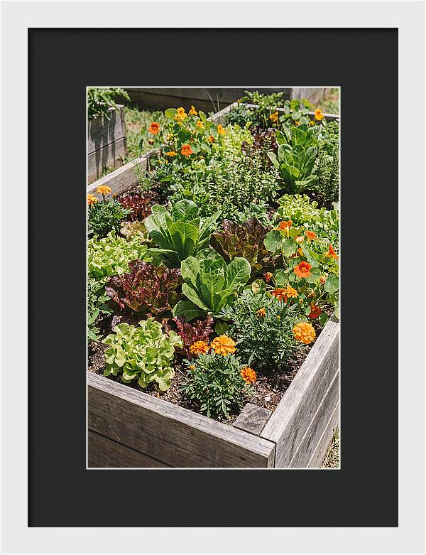 Vibrant Raised Bed Garden