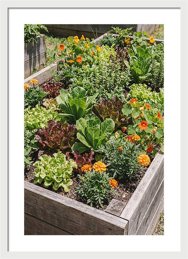 Vibrant Raised Bed Garden