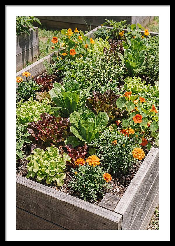 Vibrant Raised Bed Garden