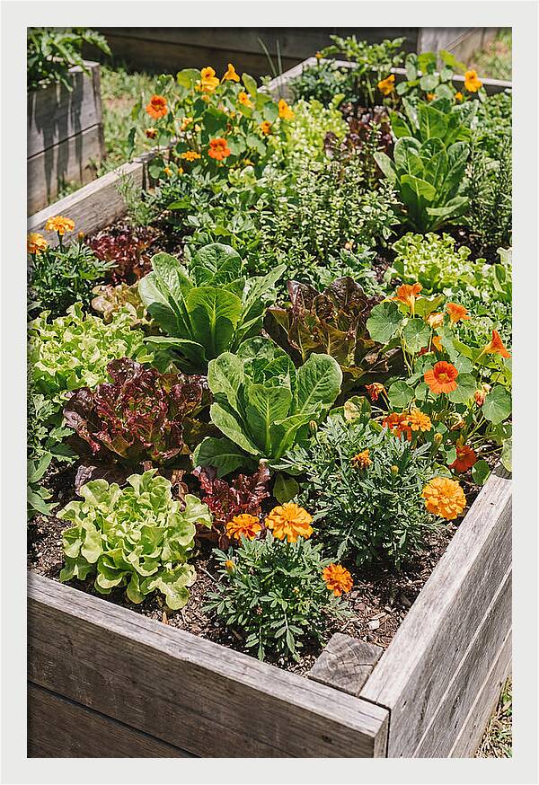 Vibrant Raised Bed Garden