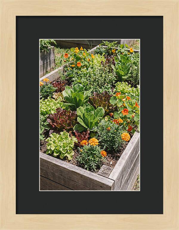 Vibrant Raised Bed Garden