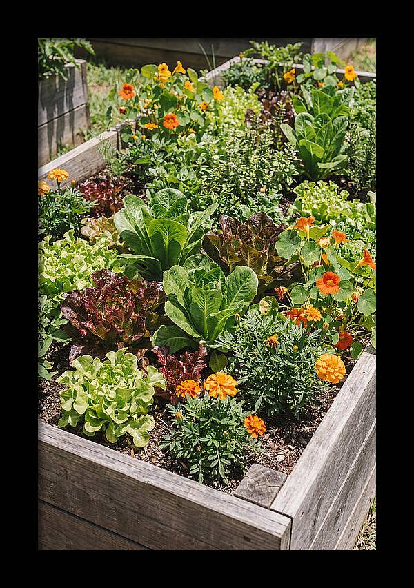 Vibrant Raised Bed Garden