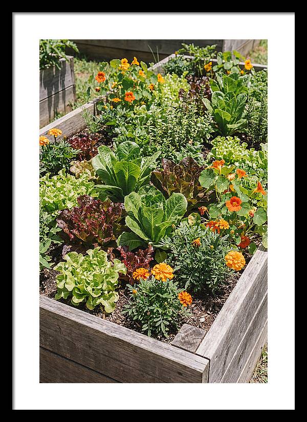 Vibrant Raised Bed Garden