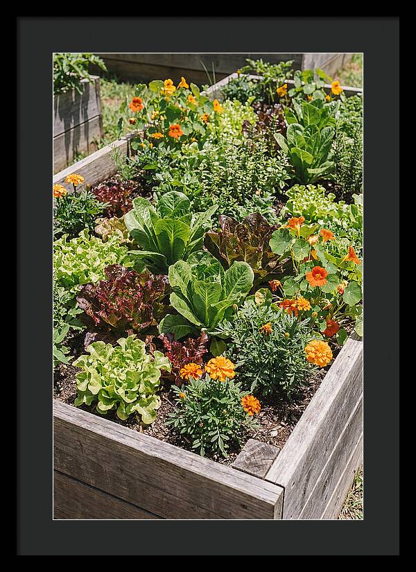 Vibrant Raised Bed Garden
