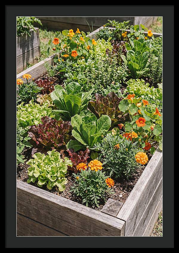 Vibrant Raised Bed Garden