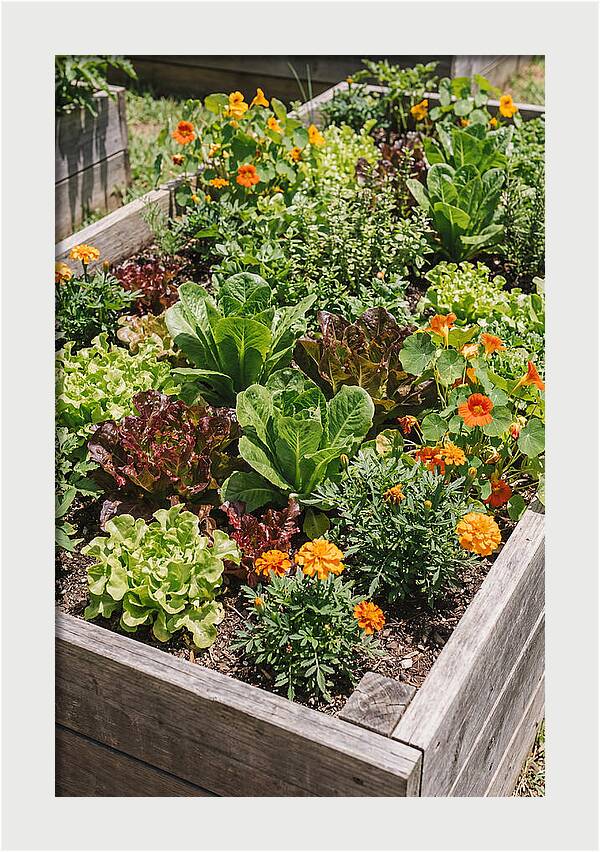 Vibrant Raised Bed Garden