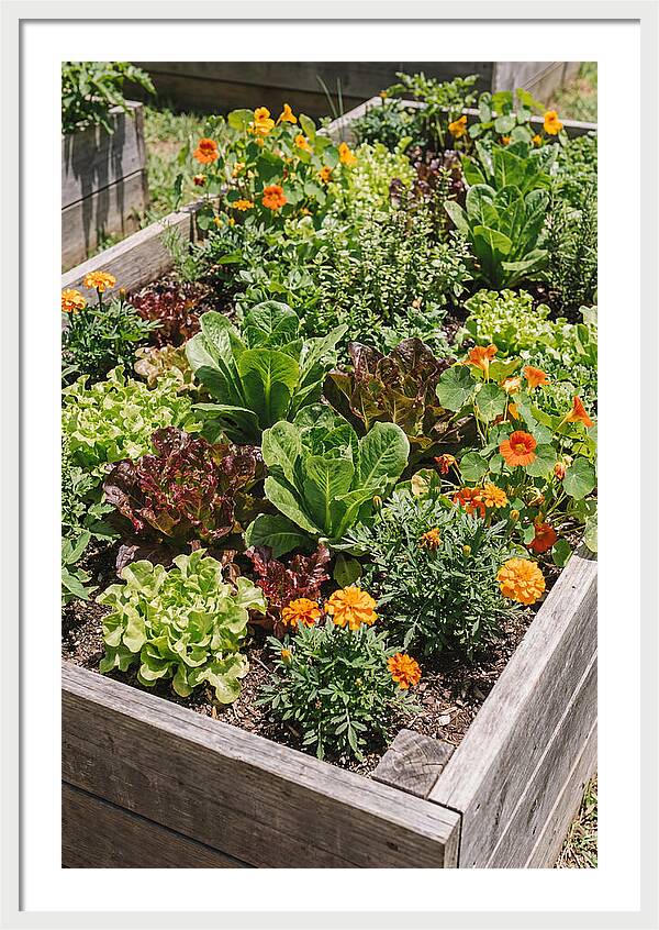 Vibrant Raised Bed Garden