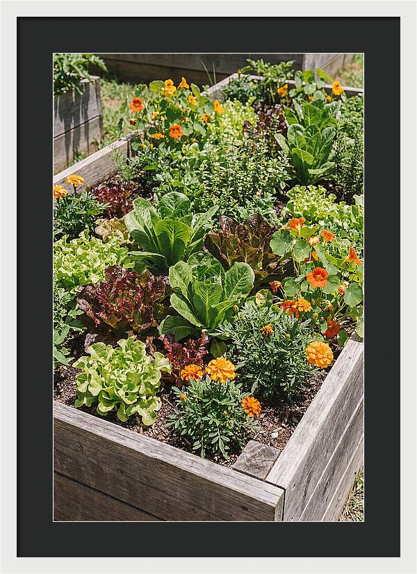 Vibrant Raised Bed Garden