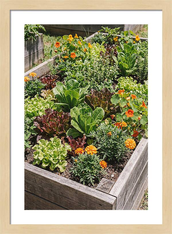 Vibrant Raised Bed Garden