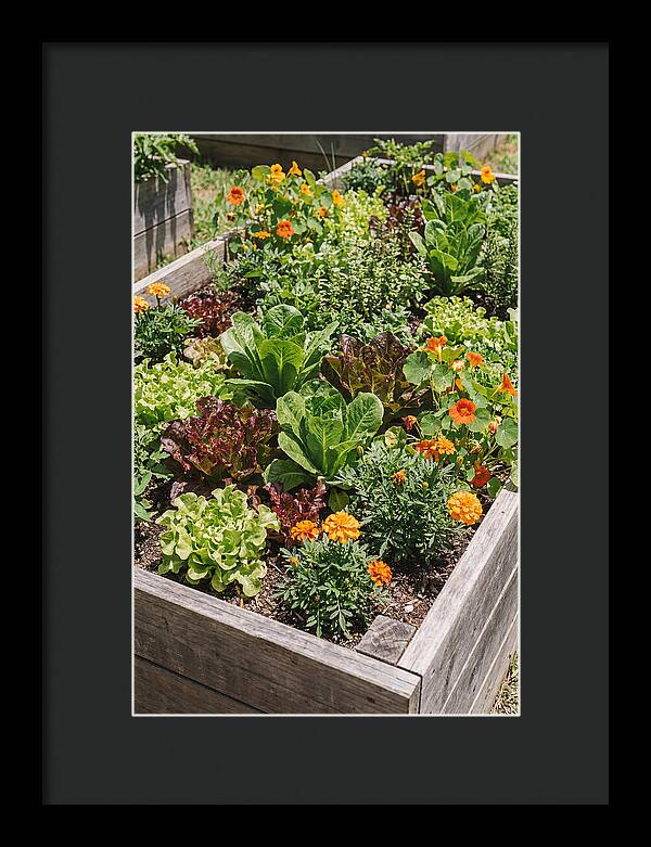 Vibrant Raised Bed Garden