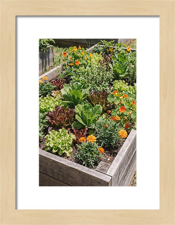 Vibrant Raised Bed Garden