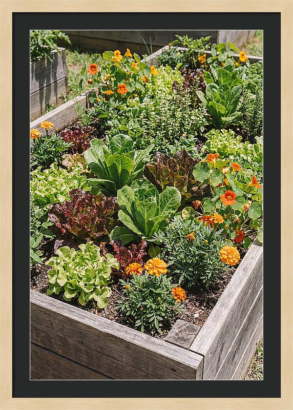 Vibrant Raised Bed Garden