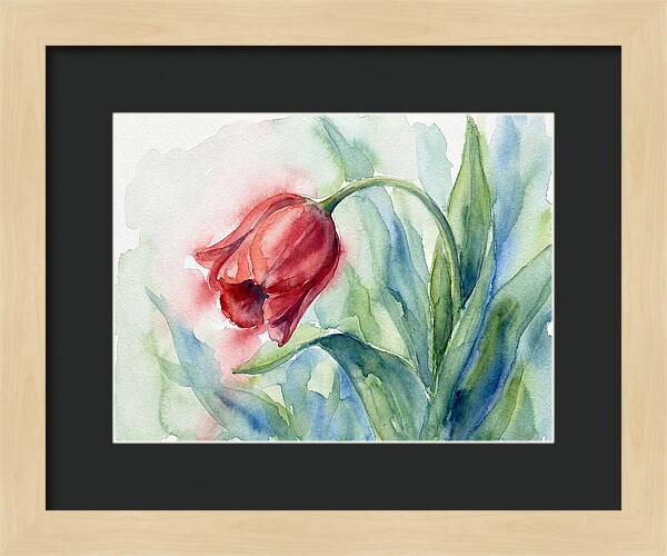 Vibrant Red Tulip
