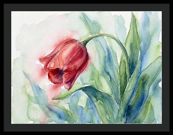 Vibrant Red Tulip