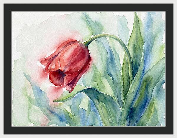 Vibrant Red Tulip