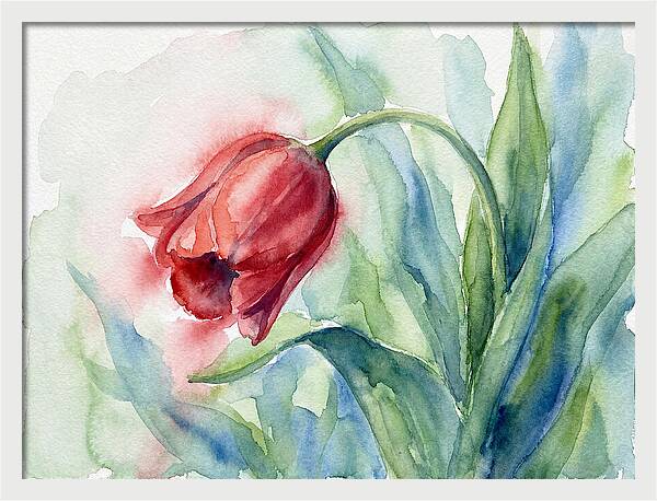 Vibrant Red Tulip